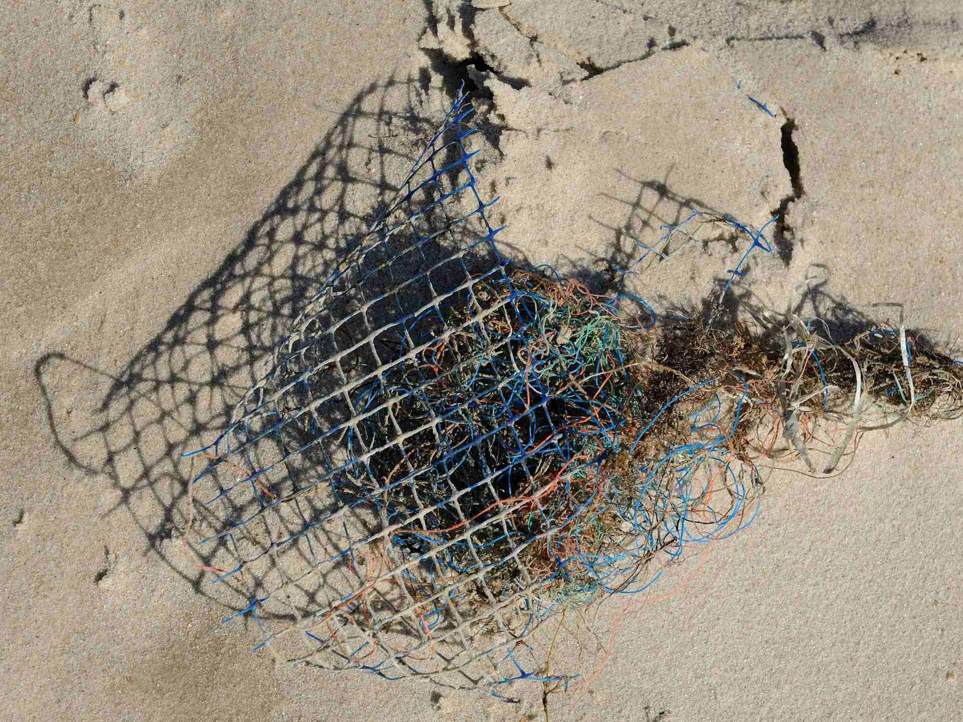 Netzsack aus Austernkultur