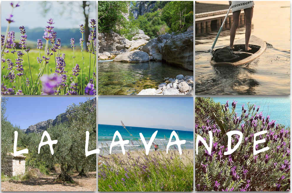 mosaïque de champs de lavande et de paysage provençal