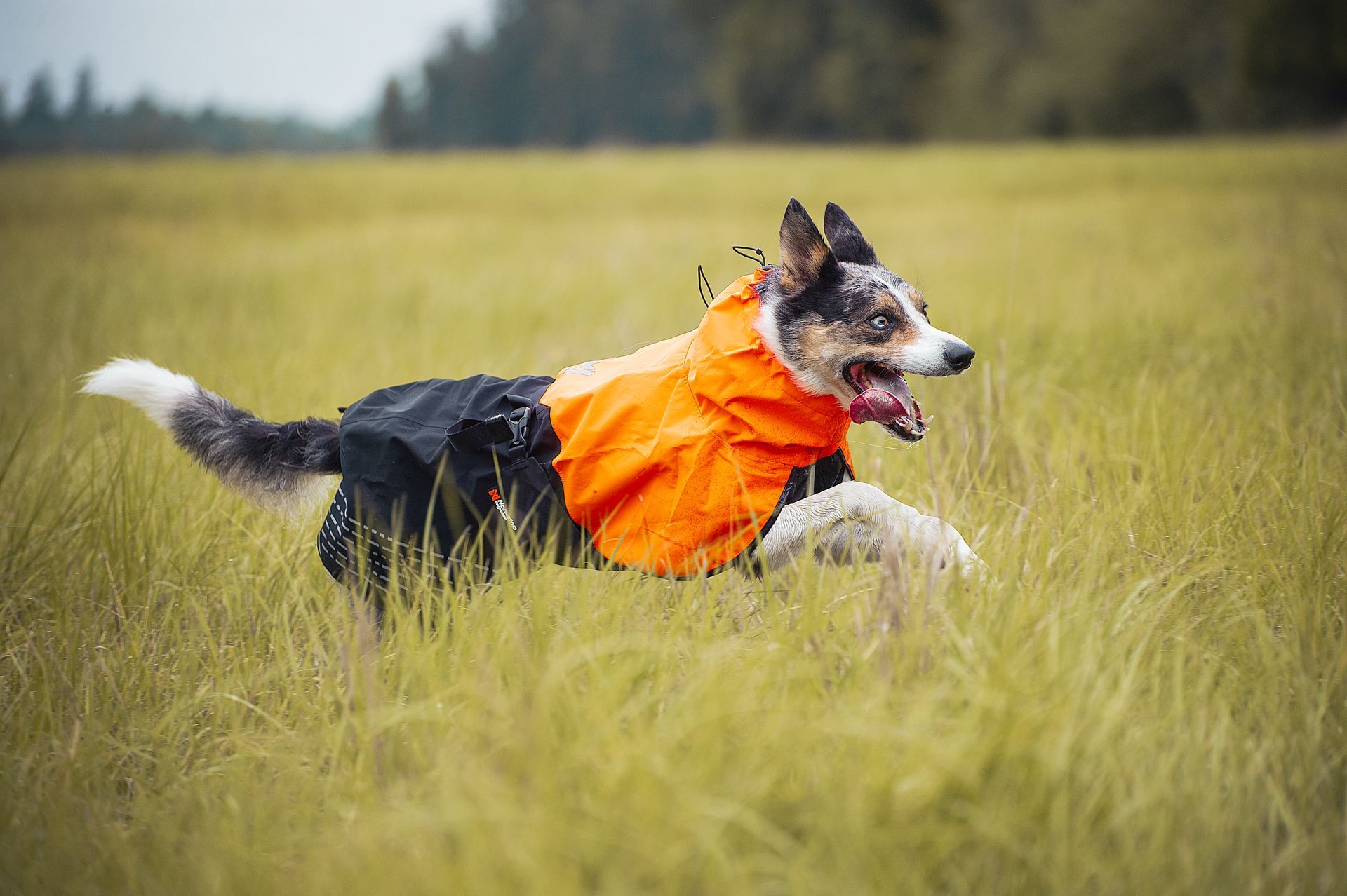 Wann brauchen Hunde einen Regenmantel? Worauf beim Regenmantelkauf achten?