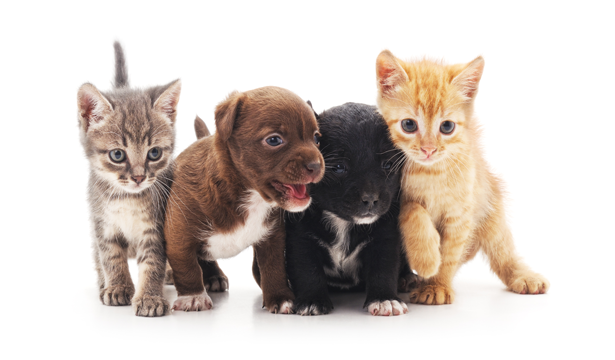 Seguro de mascotas Cachorros de perros y gatos