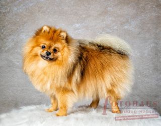 Tier Welpen Shooting Hunde Fotografie Eschweiler Aachen