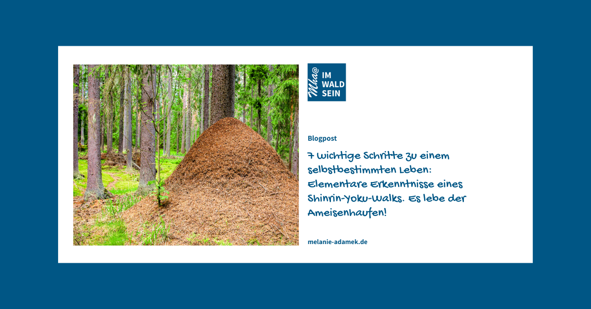 Ameisenhaufen im Wald. Blog-Artikel zu Selbstbestimmheit und Waldbaden von Wald-Gesundheitsexpertin Dr. Melanie H. Adamek