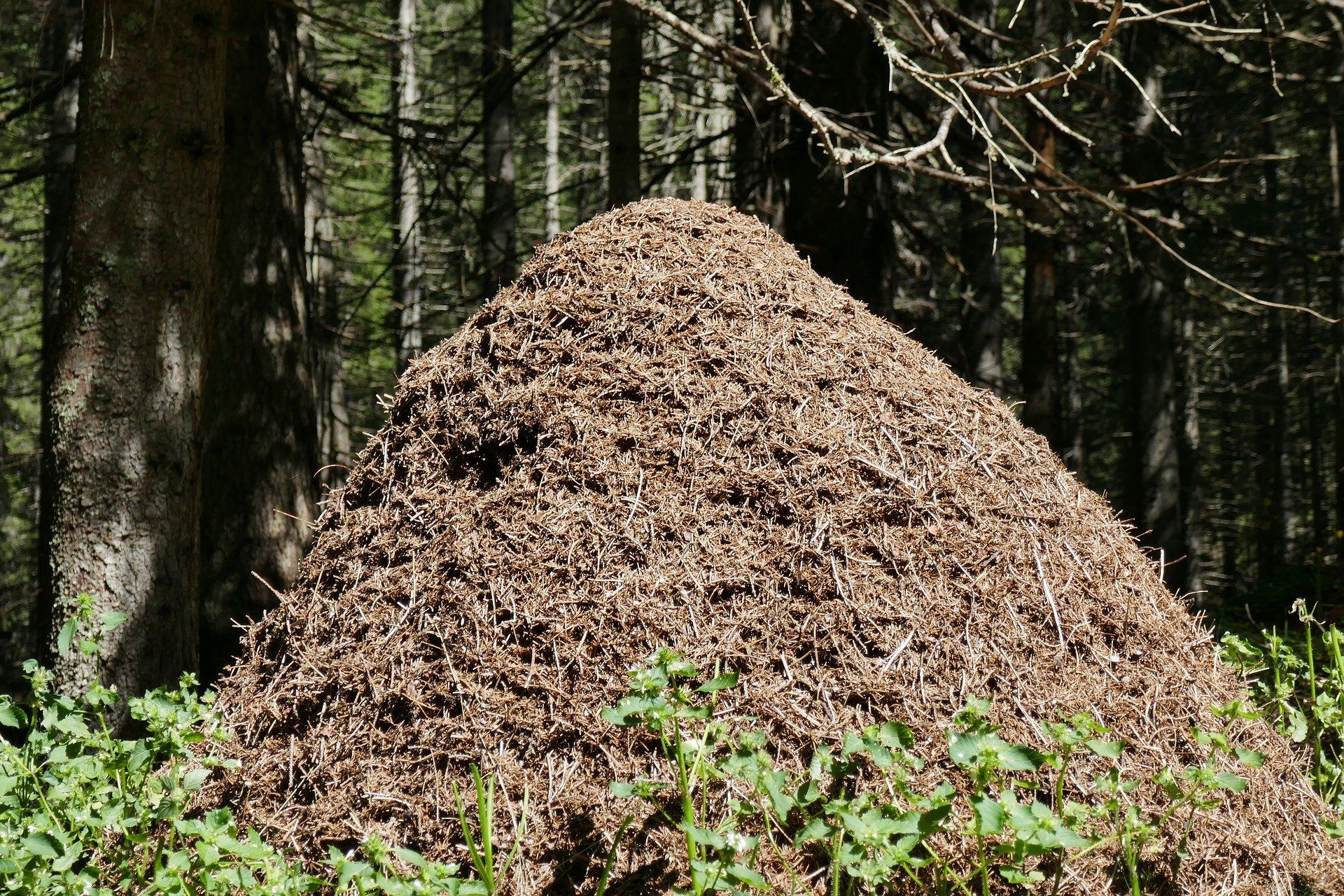 Nice to know: 10 erstaunliche Fakten über Ameisen Kann man beim Waldbaden kaum übersehen: Ameisenhaufen