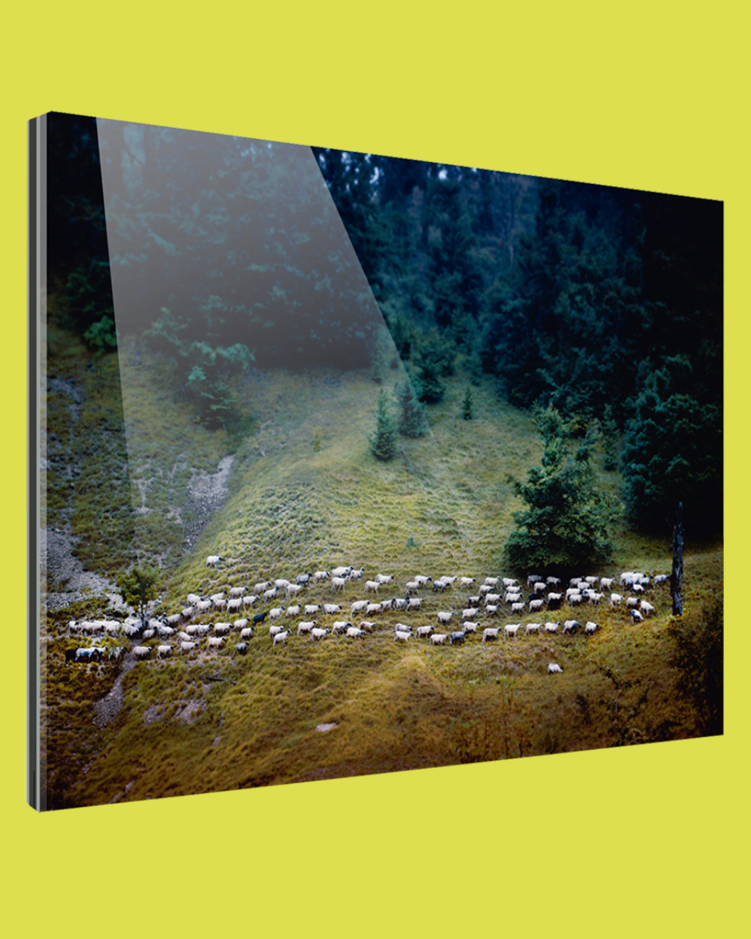 IM-WALD-SEINP Wall art, a sheep ‘pearl necklace’ in a hidden forest clearing invites discovery. Photographer: Bernhard Lehn