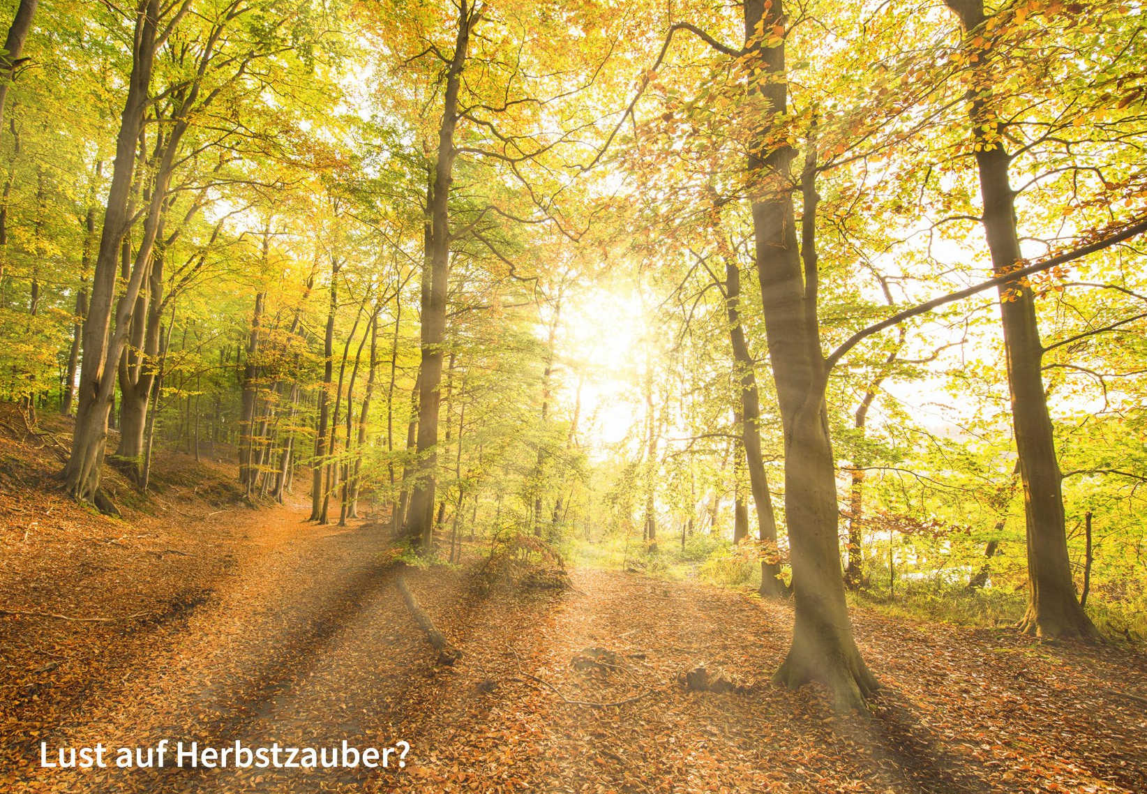 Postkarte mit Motiv Elfentanzplatz Zauberhafter, lichter Buchenwald in goldenem Herbstlicht. Waldfotografie, Bernhard Lehn