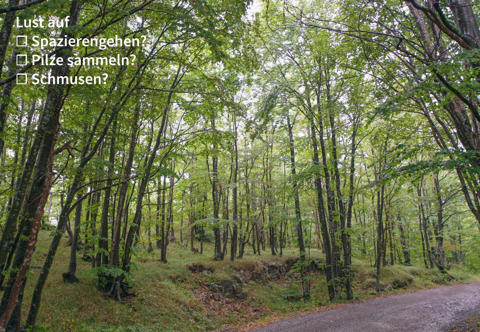 Postcard featuring a beech mixed forest with a forest path by Bernhard Lehn, perfect for mushroom foraging, forest bathing