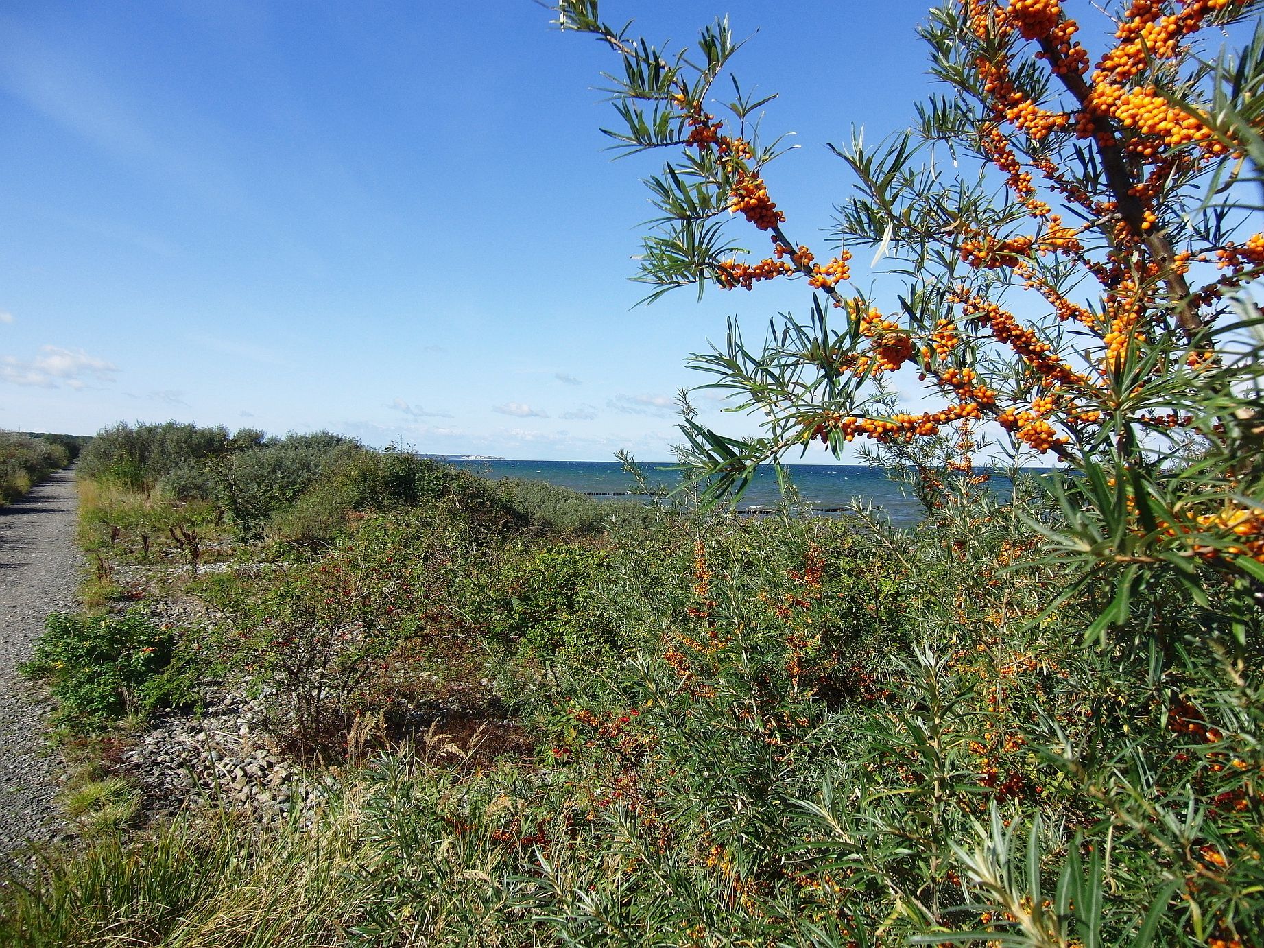 Sanddorn am Deich