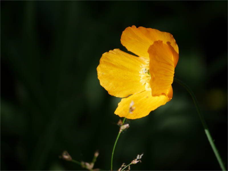 Island Mohn