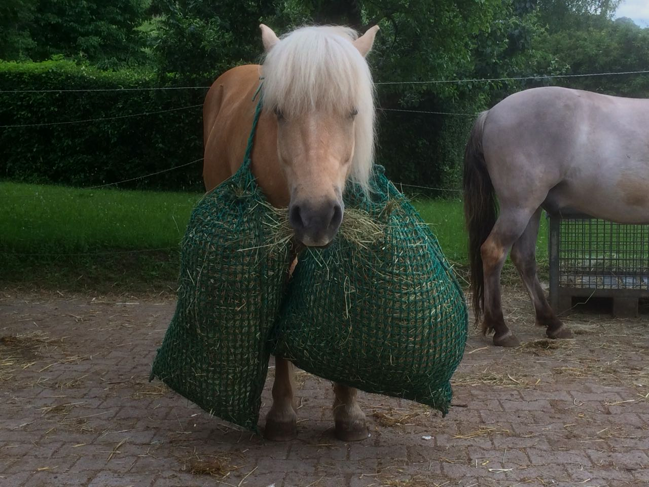 Familienausflug in den Weinbergen Noldi mit Säcken