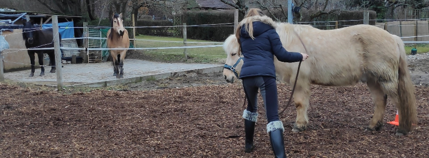 Pferd spürt die Gewichtsverlagerung - Körpersprache mit dem Pferd