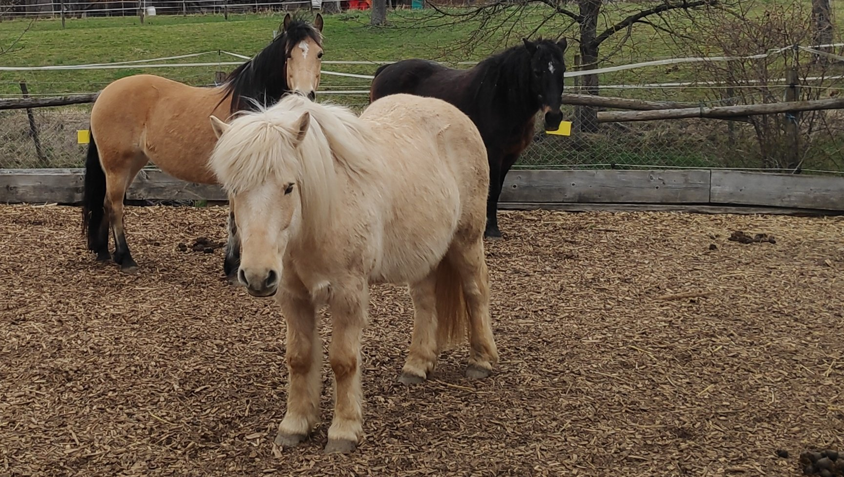 die Herde steht auf dem Reitplatz und wartet auf Futter Noldi mit Riko und Diswitha
