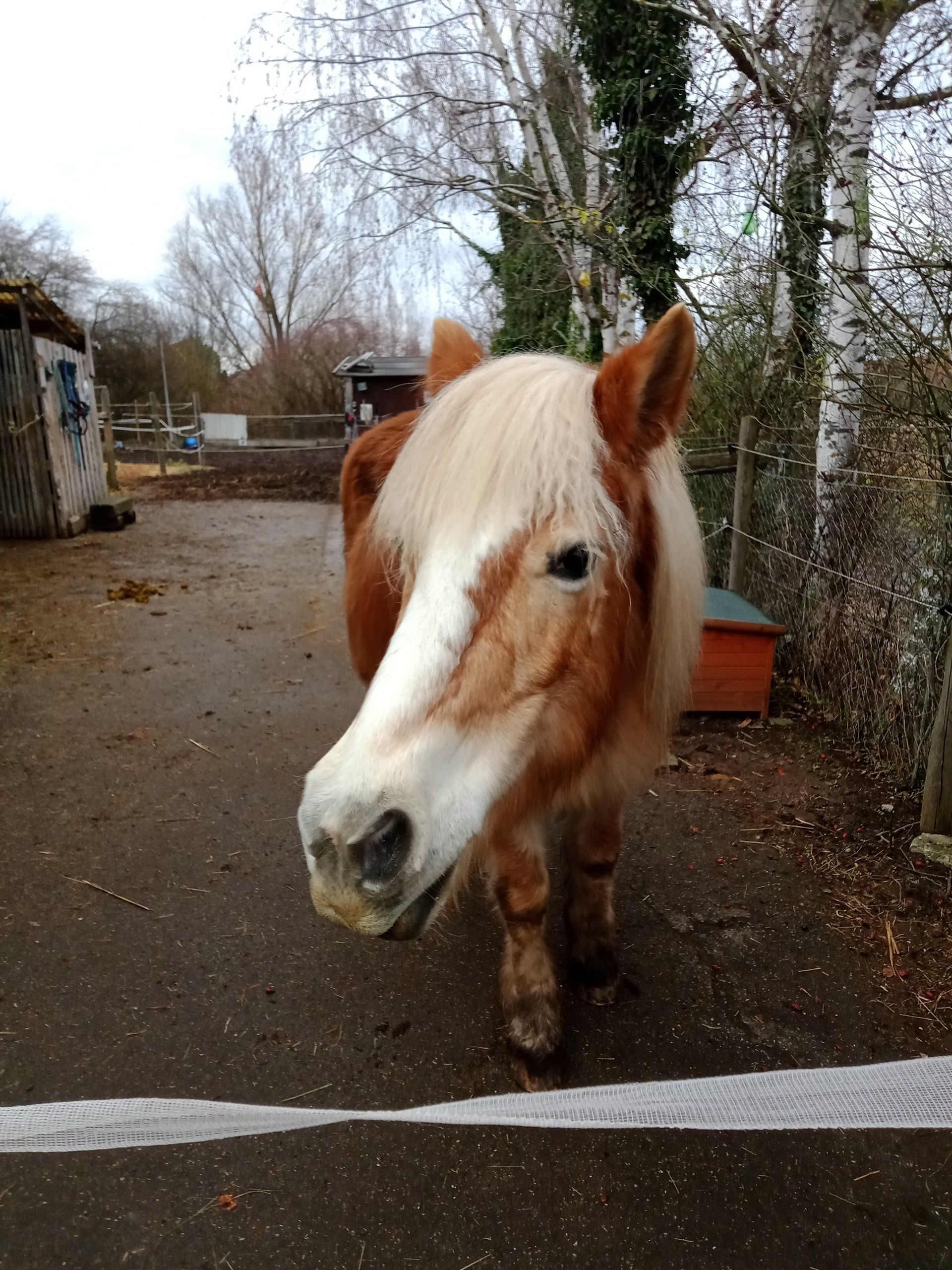 Familienausflug in den Weinbergen Pferd Karina