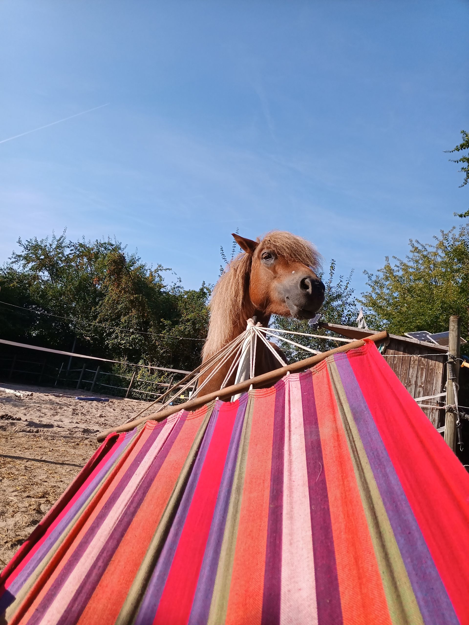 Familienausflug in den Weinbergen Schnuffel an Hängematte