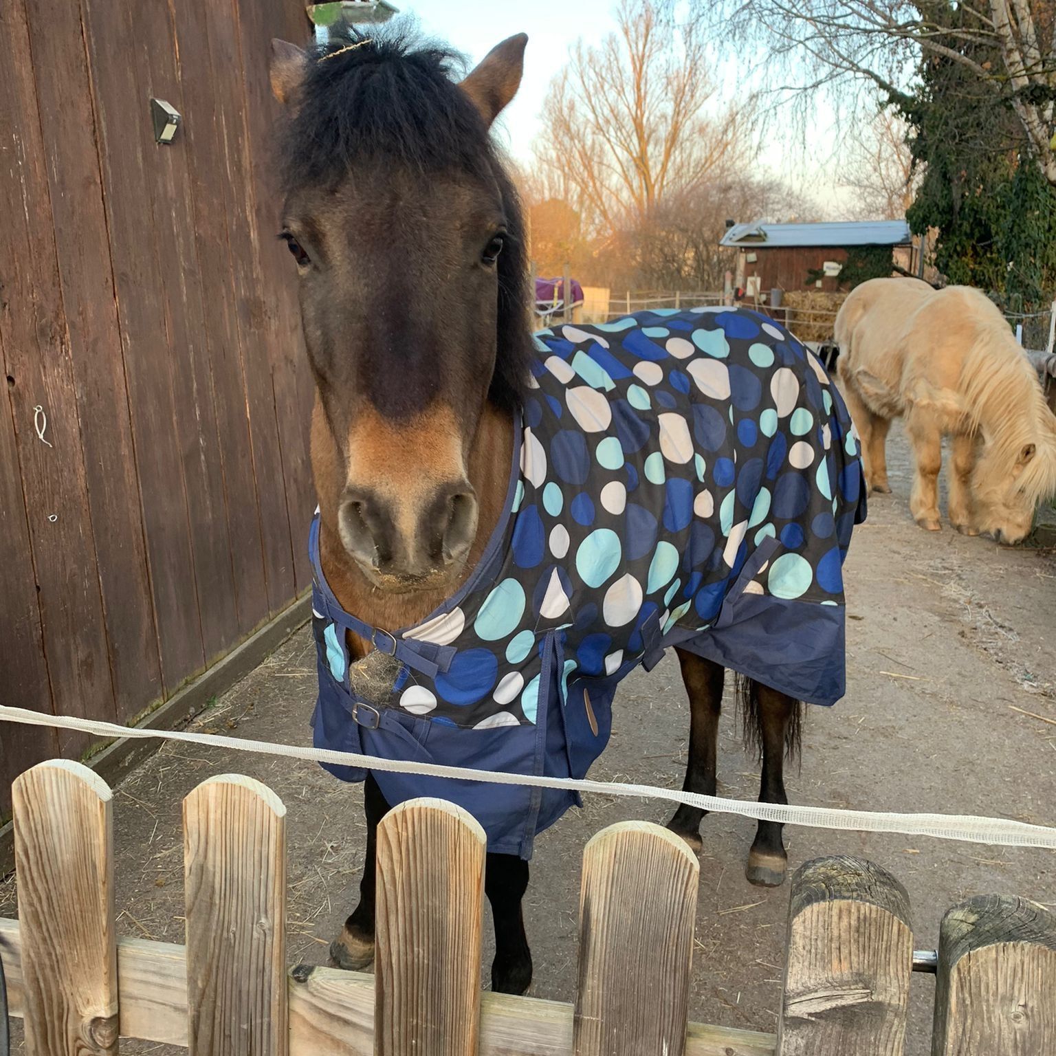 Familienausflug in den Weinbergen Pferd Cosmo