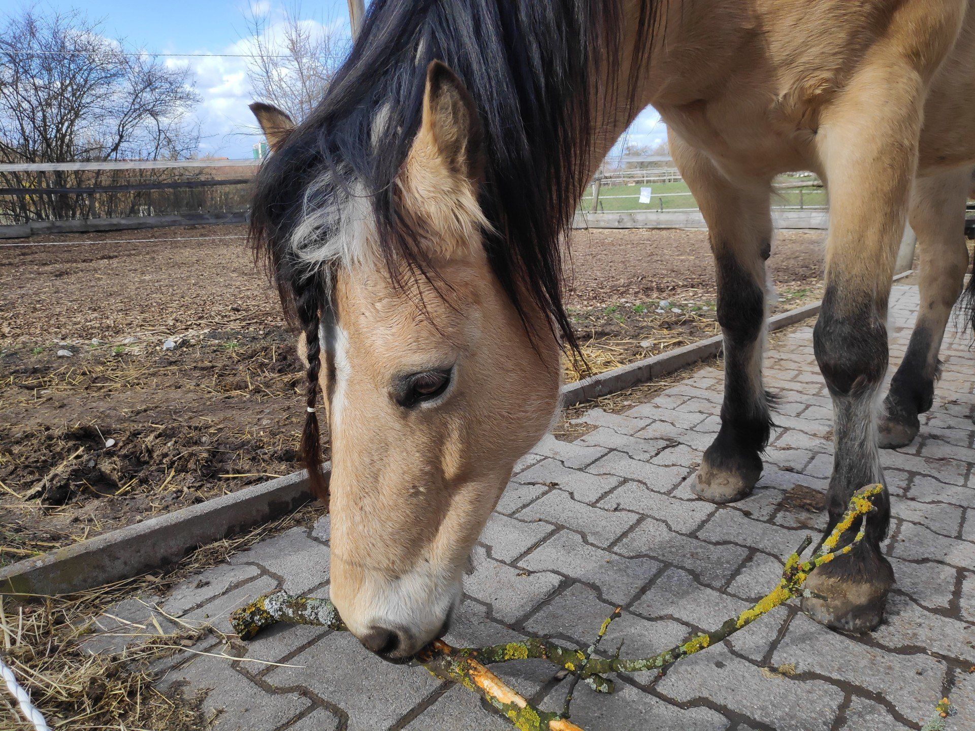 Familienausflug in den Weinbergen Diswitha beim Äste Knabbern