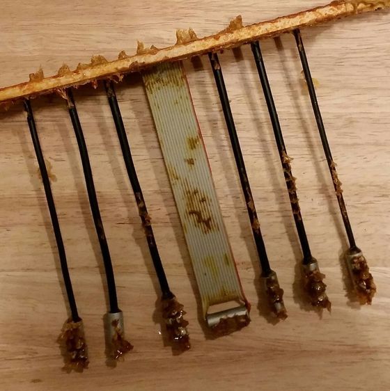 Korken von Bienen zerbissen