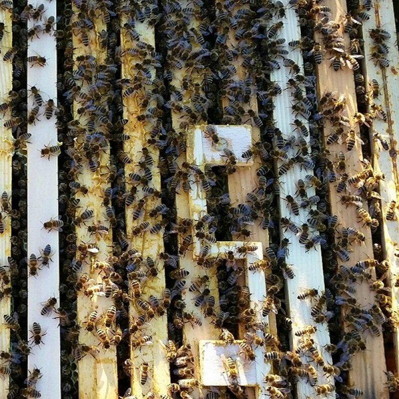 Mikrofone im Bienenstock