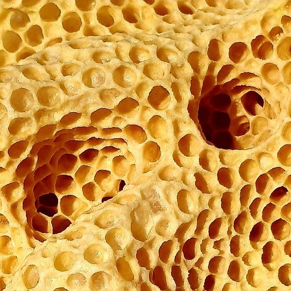 Wachswabe von Honigbienen