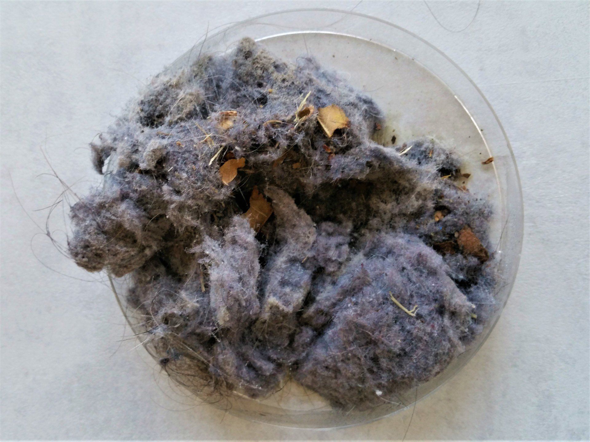 Hausstaub Probe aus München