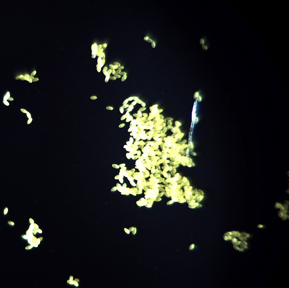 Weiden Pollen