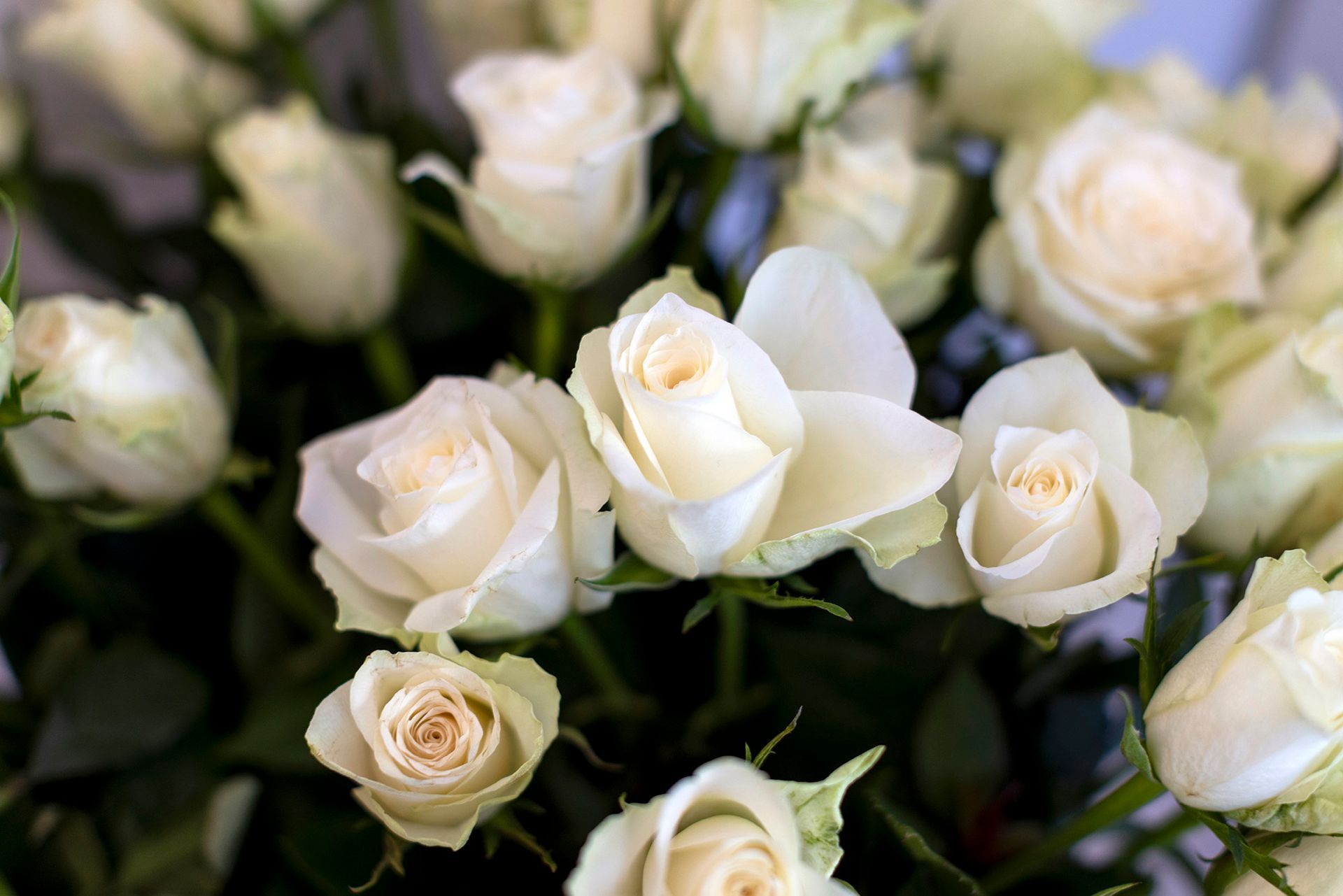 Schönheit in Vollendung – große Rosenliebe