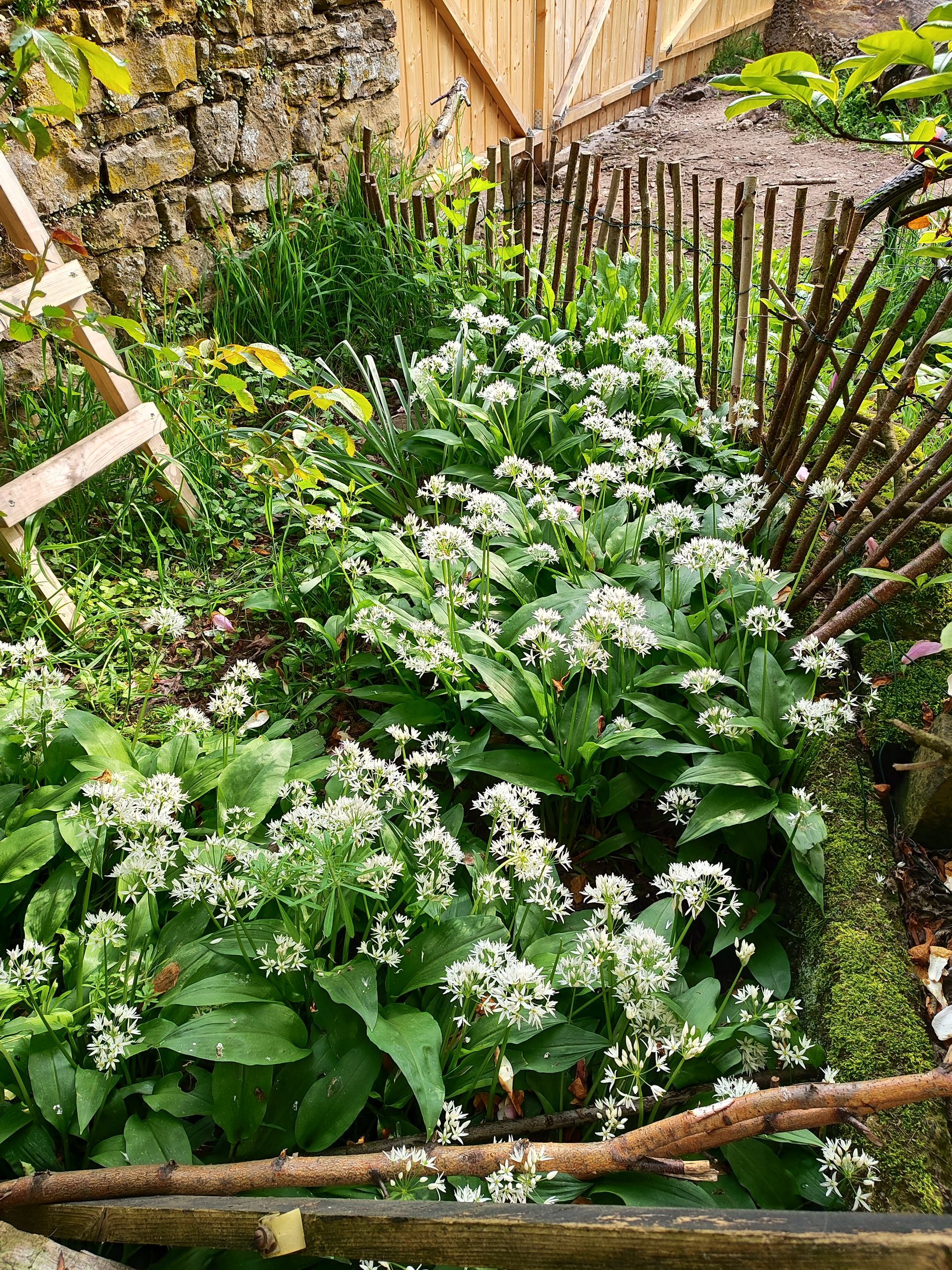 Blick in einen Garten voller blühender Bärlauch Pflanzen