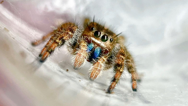 regal jumping spider, pet jumping spider, jumping spider for sale