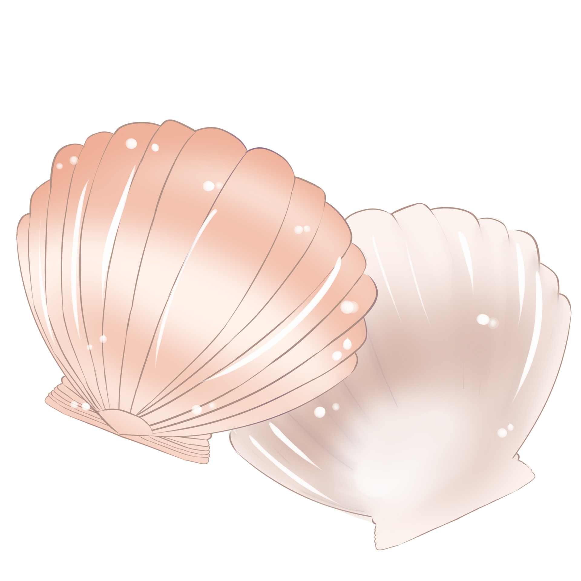 https://fr.pngtree.com/freepng/two-scallop-bioshells_4665698.html