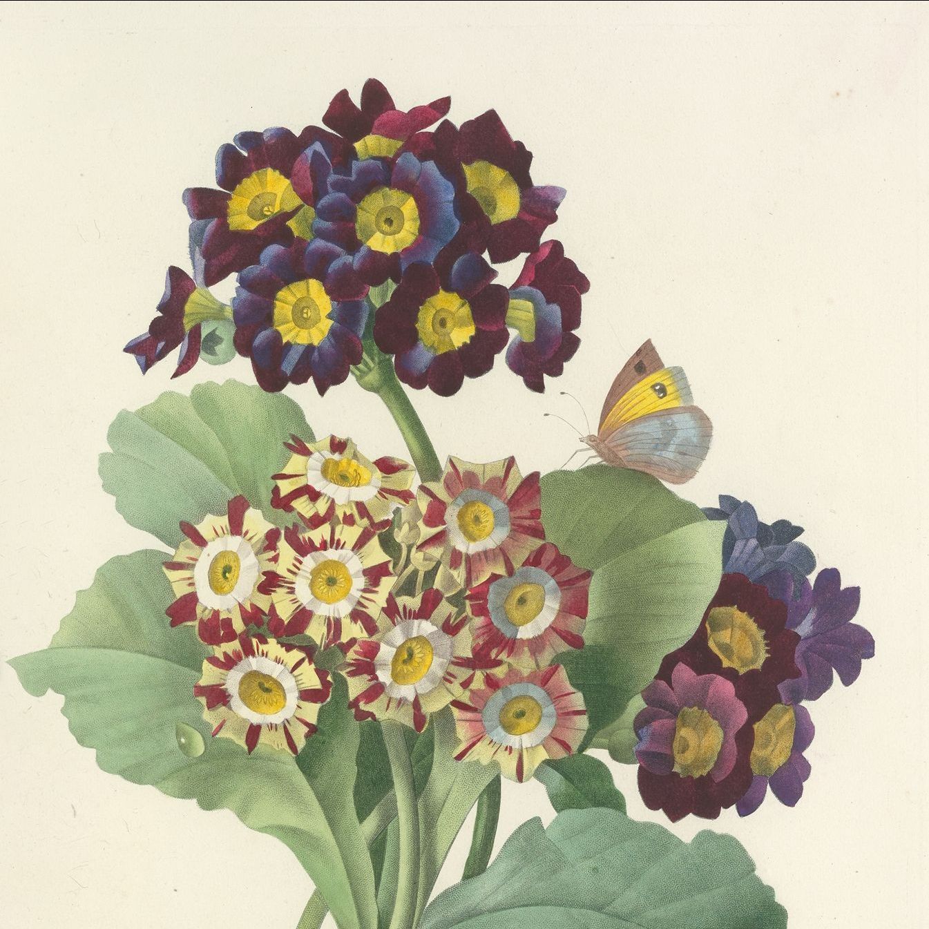 Des fleurs comme dans un herbier