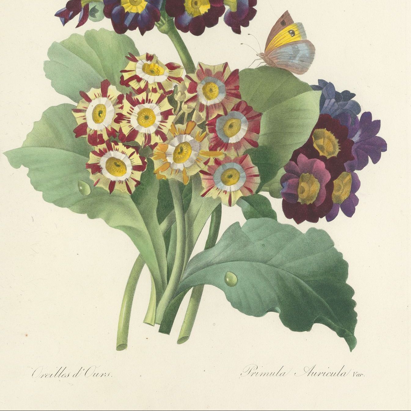 Des fleurs comme dans un herbier.