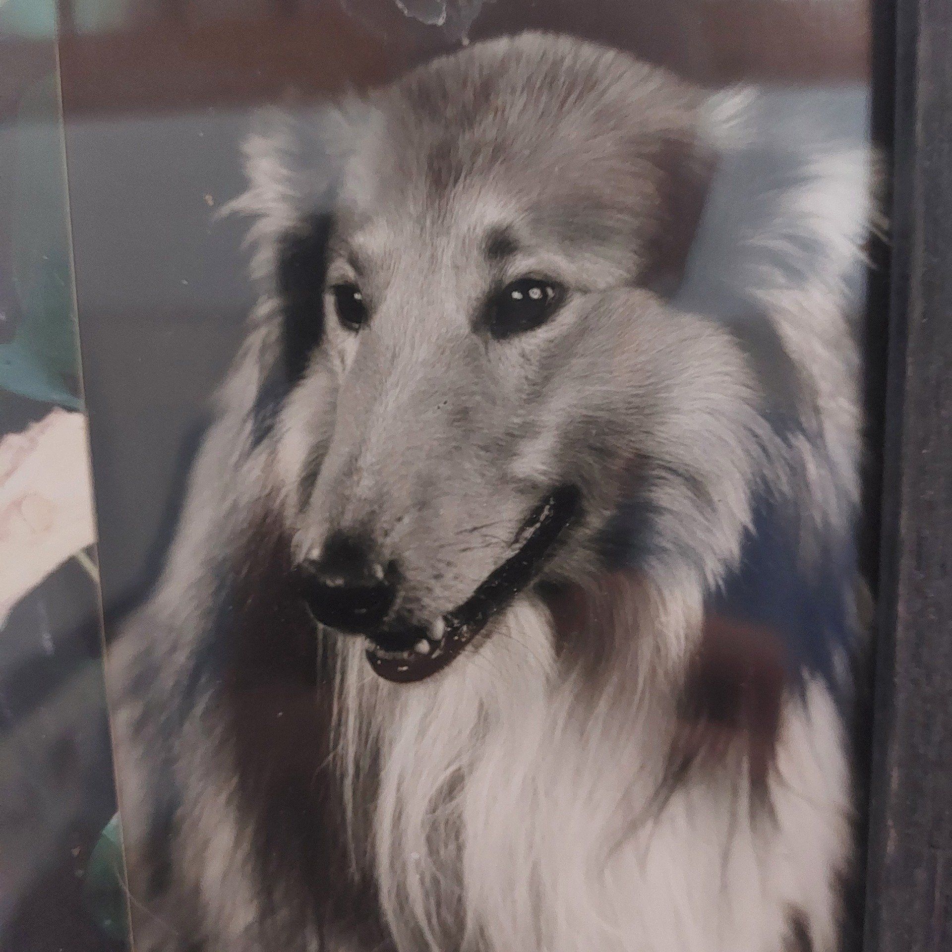 Hundepsychologie Usedom Collie