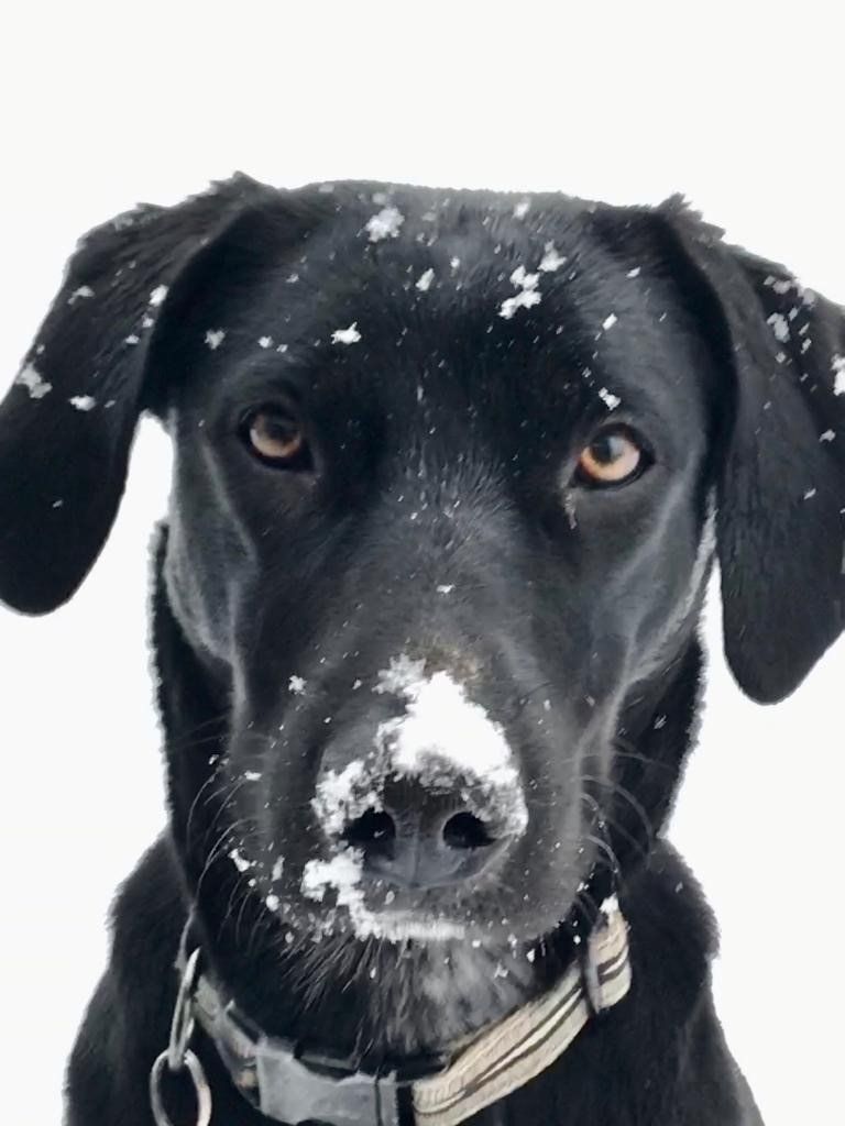 Hundepsychologie Usedom Emma