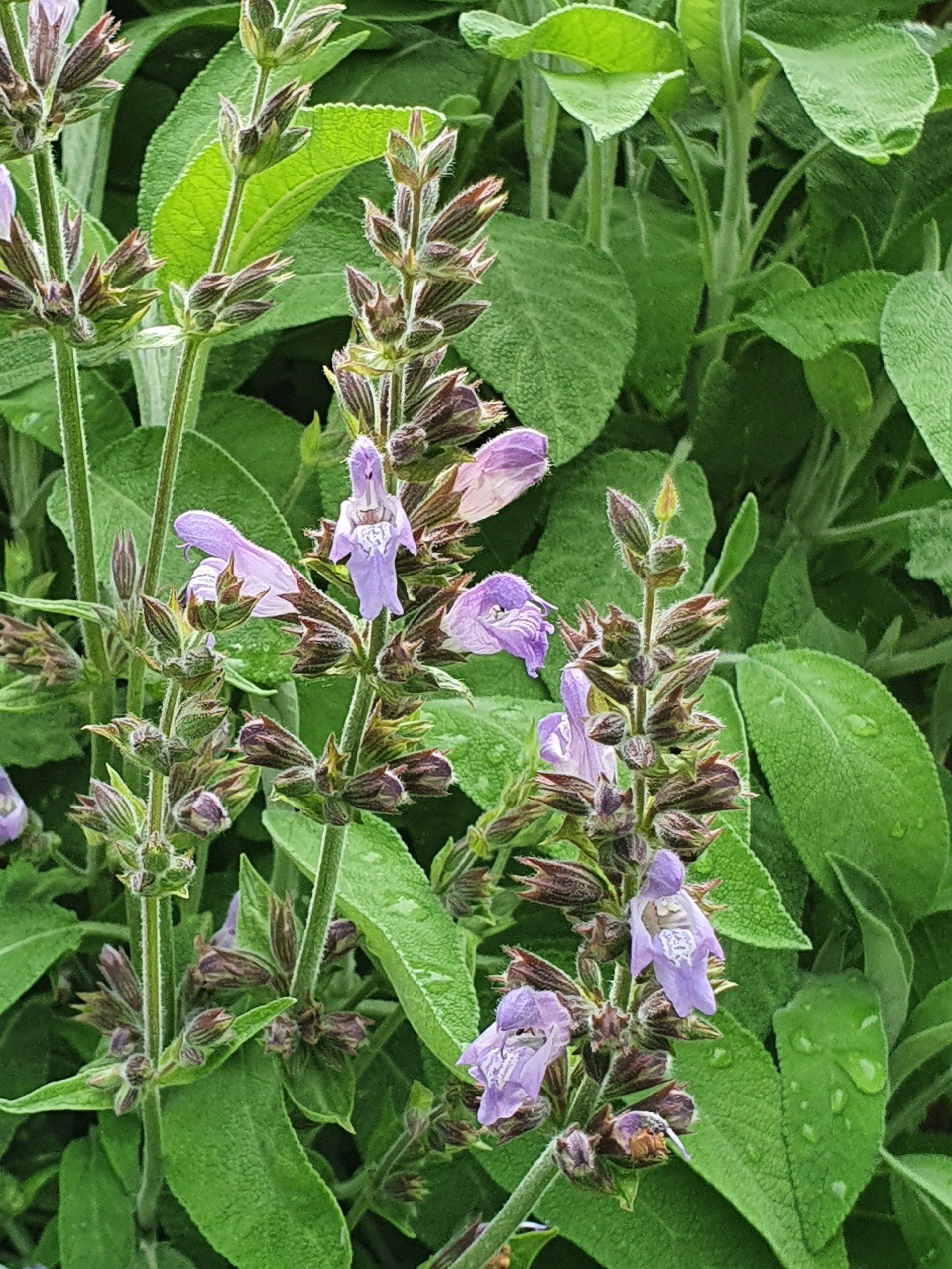 Salbei, antibiotisch, antiseptisch, adstringierend, verdauungsfördernd, krampflösend und beruhigend,