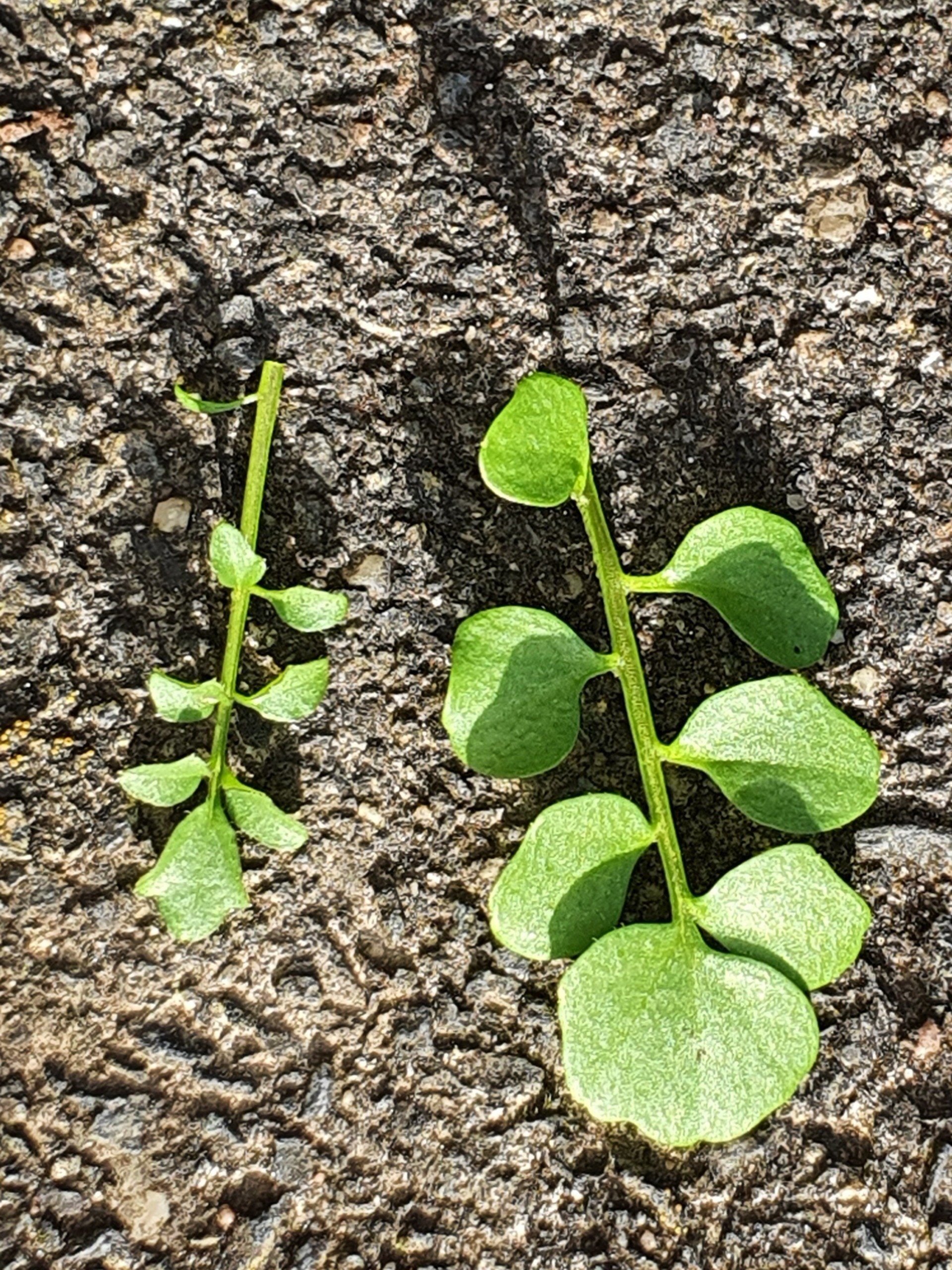 Gartenschaumkraut Mineralien Vitamine Senfölglycoside gesunde Ernährung Salate Suppen Wildkräuter