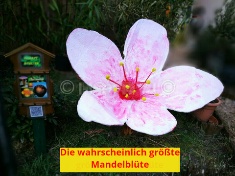 Mandelblüte Mandelblütenfest Gimmeldingen