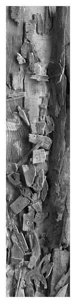 nadine kohn-fiszel artiste plasticienne,accueil,image 117