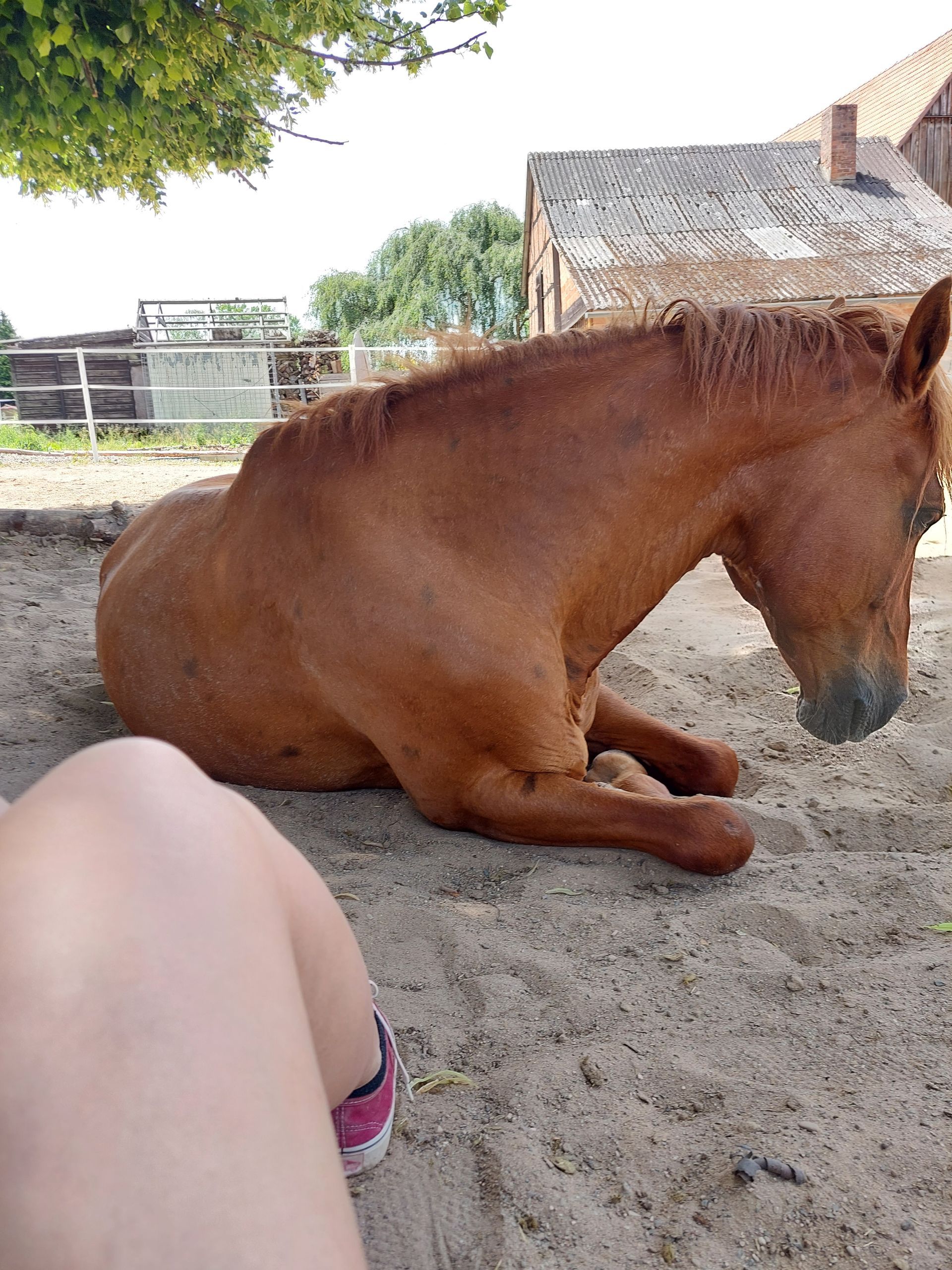 Pferd Paddock Wälzkiste Offenstall Paddocktrail Bewegungsstall Aktivstall