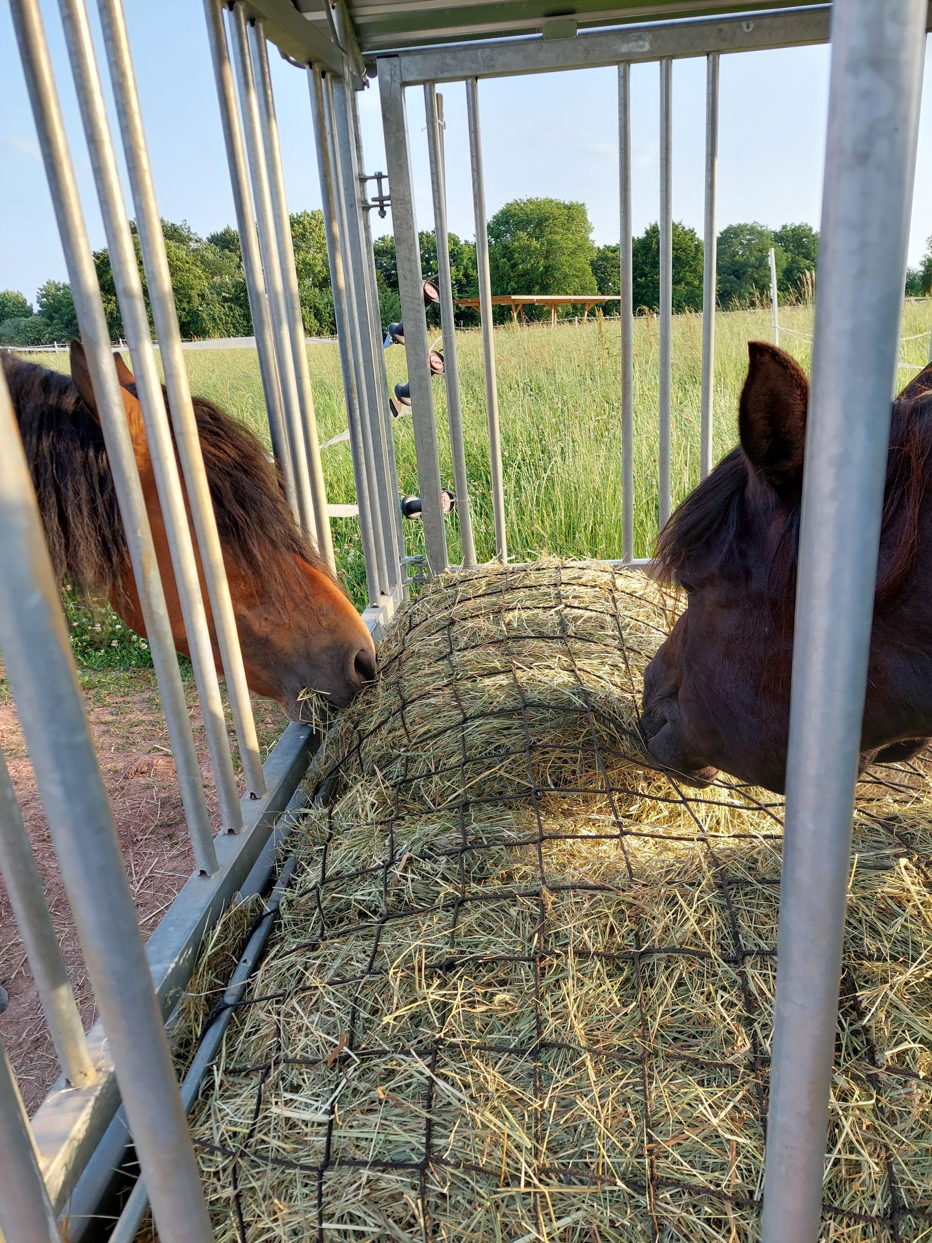 Heuraufe Offenstall Heunetz 10x10 Pferderaufe