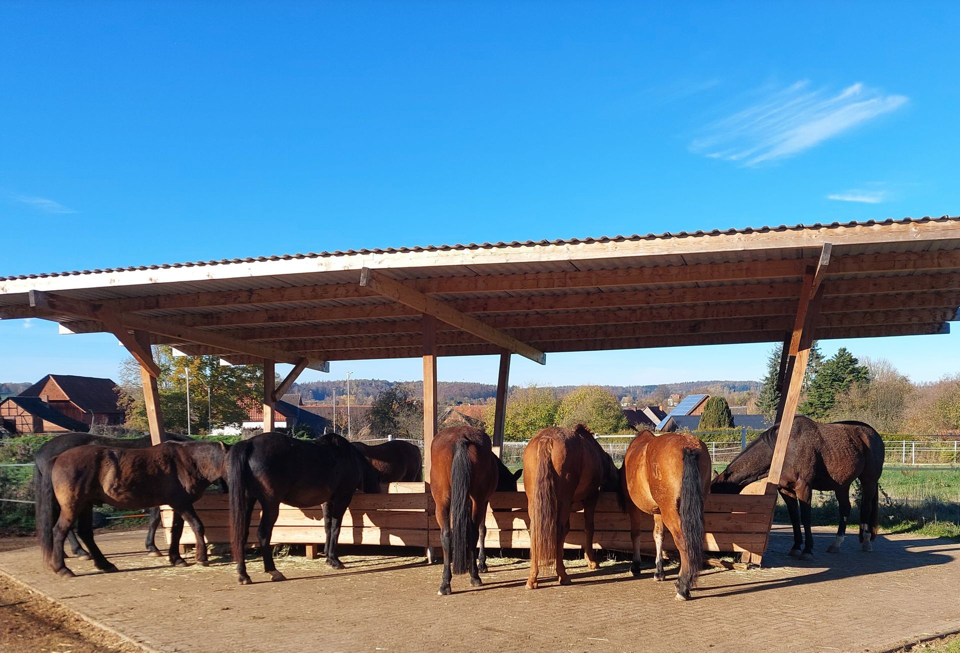 Heuraufe Pferdeherde Offenstall Bewegungsstall Aktivstall