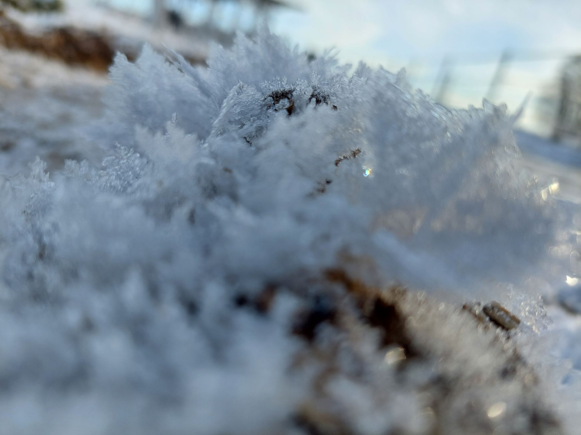 Paddocktrail Sonne Winter Pferde Herde Offenstall Bewegungsstall Eiskristalle