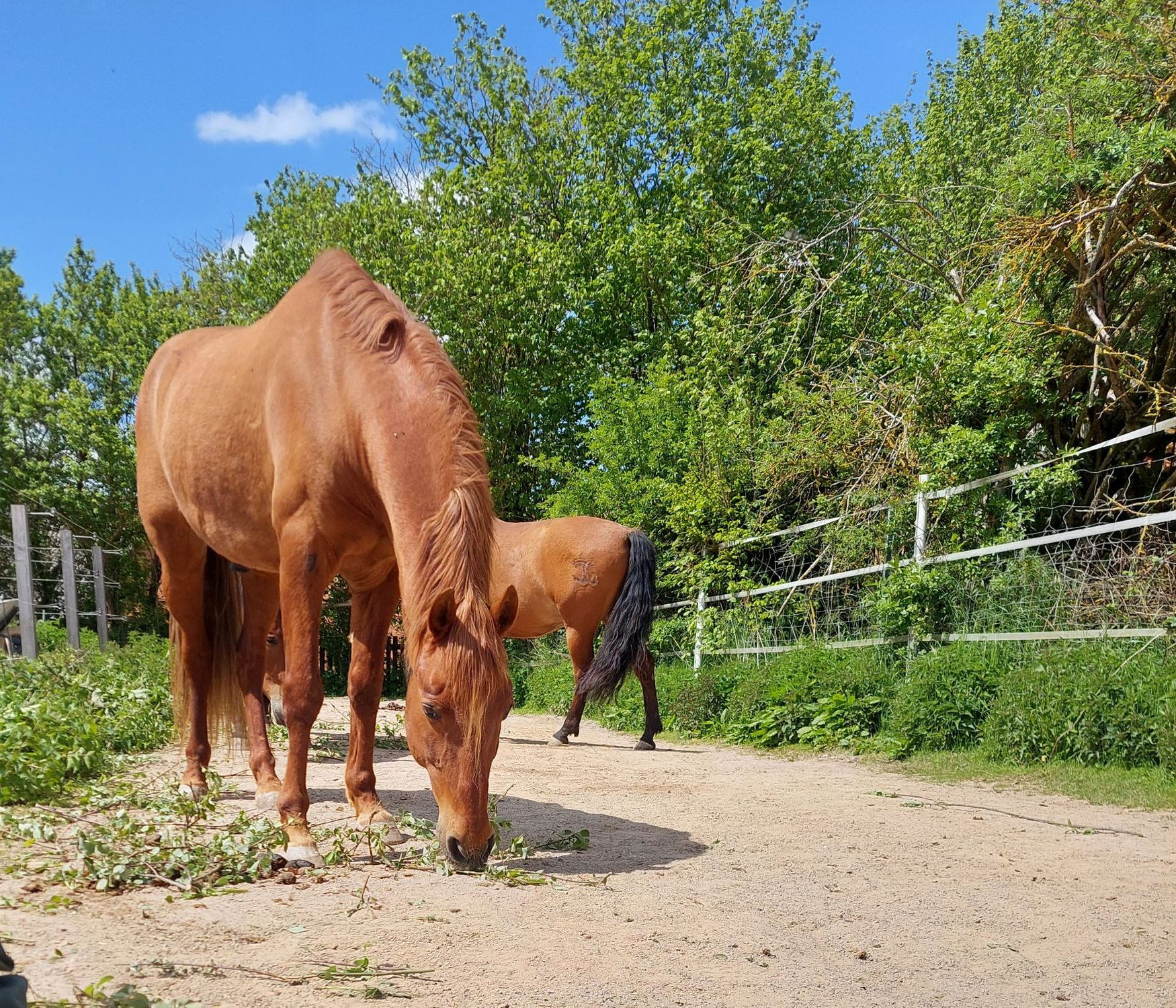 Stamm Knabberholz Stammholz Holzstamm Deko Offenstall Paddocktrail Bewegungsstall Aktivstall