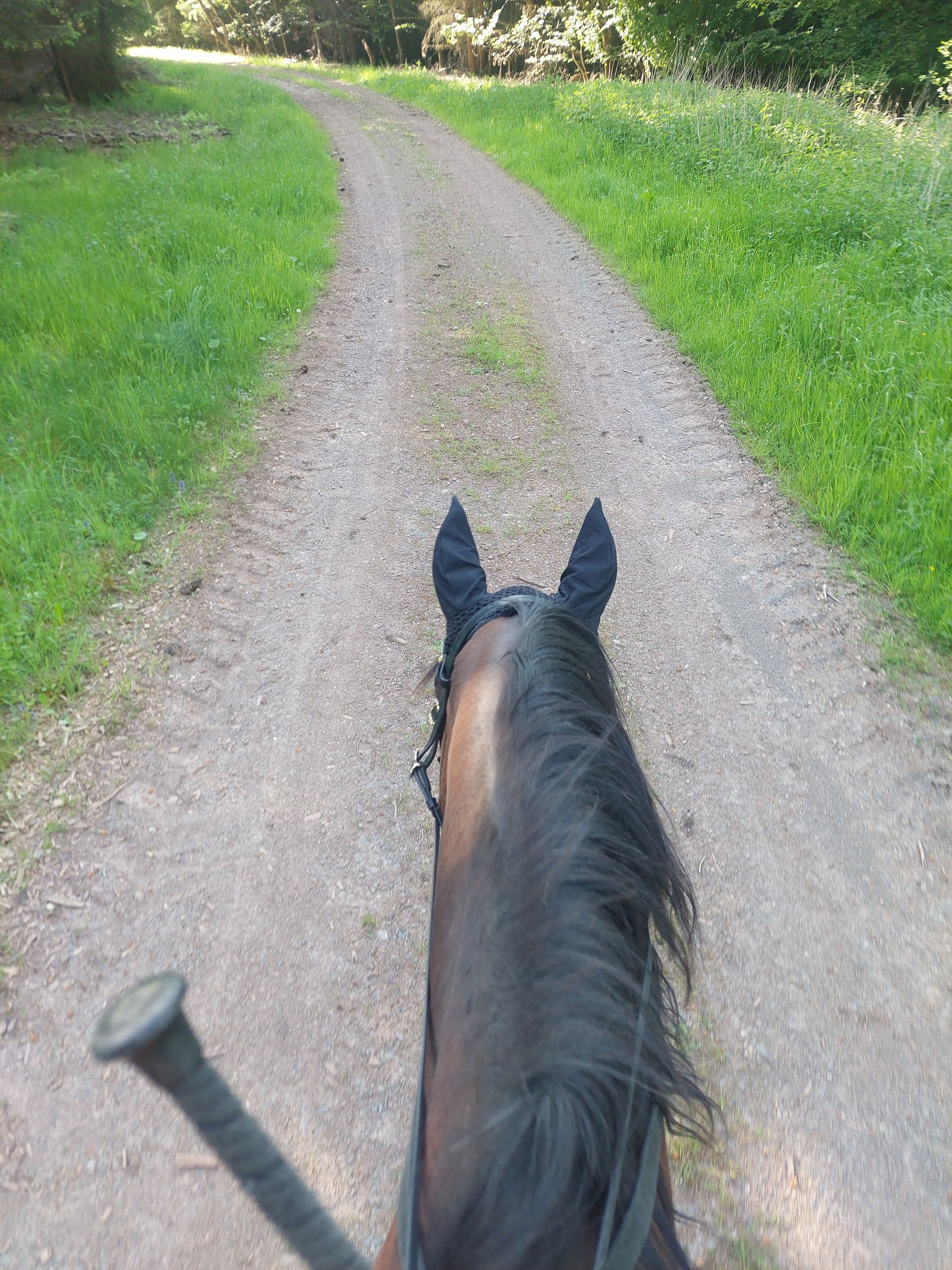 Reiter Ausreiten Waldweg Sattel Fliegenohren Ausritt