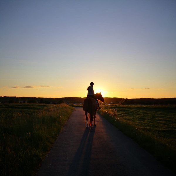 Reiter Bild Herbst Matschwetter Reiten Pferd Sattel Sonnenuntergang