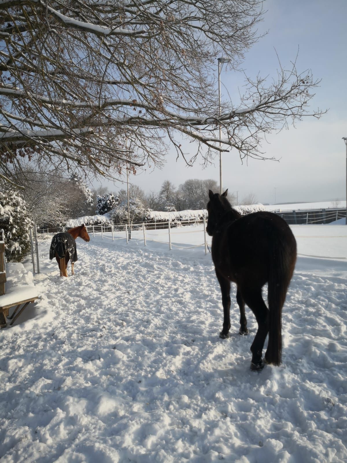 Paddocktrail Sonne Winter Pferde Herde Offenstall Bewegungsstall Schnee