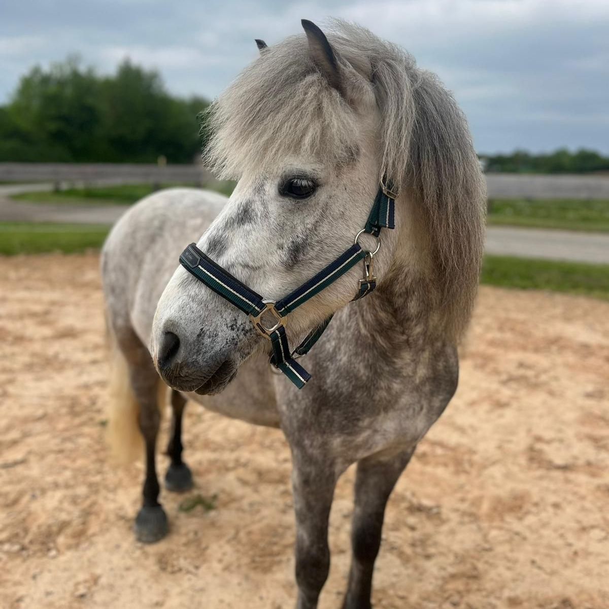Pferd: Isländer Wallach Pferd: Isländer Wallach