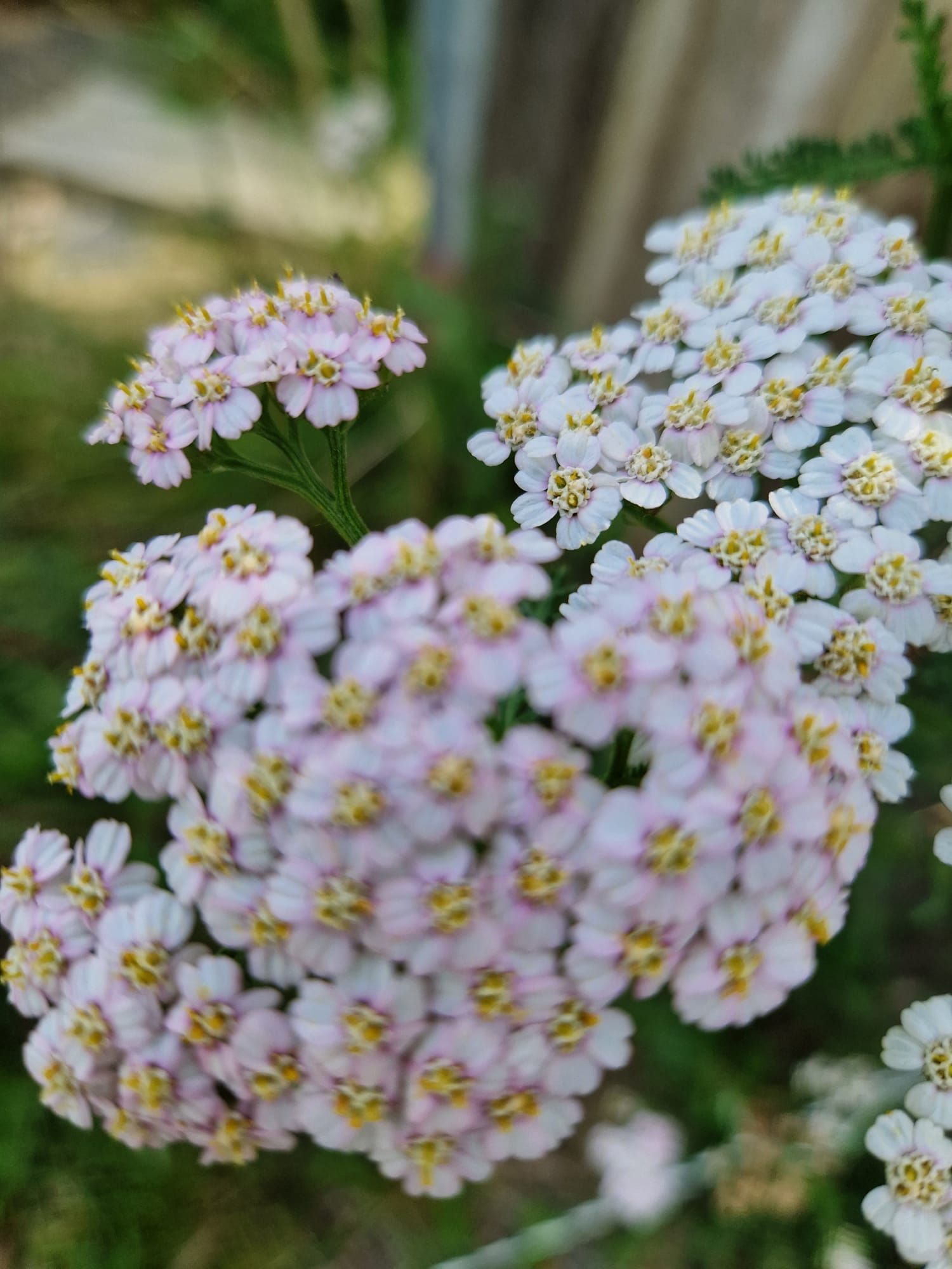 Schafgabe Kräuterecke Kräuter Natur Blüten weiß Offenstall Paddocktrail Bewegungsstall Aktivstall