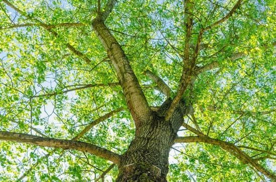 Baum, Braumkrone, Blätter, Linde, Frühjahr, Sommer, Wald