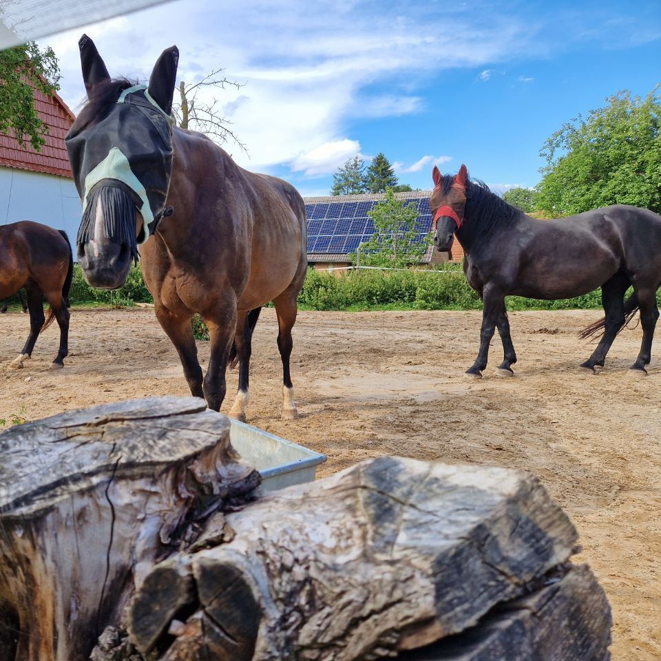 Stamm Knabberholz Stammholz Holzstamm Deko Offenstall Paddocktrail Bewegungsstall Aktivstall
