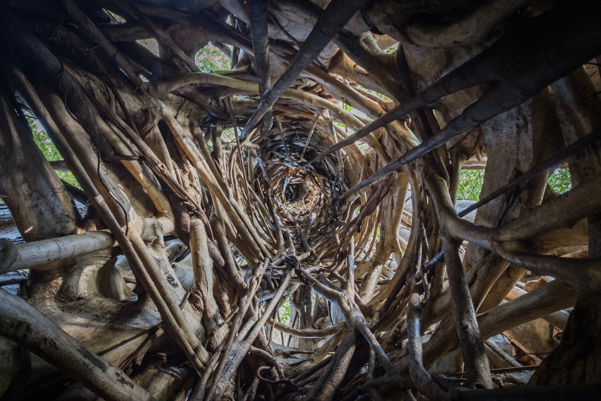 Strangler Fig - Würgefeige