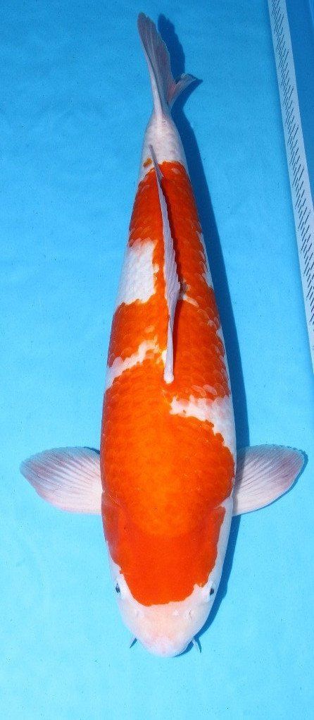 Koi Farm